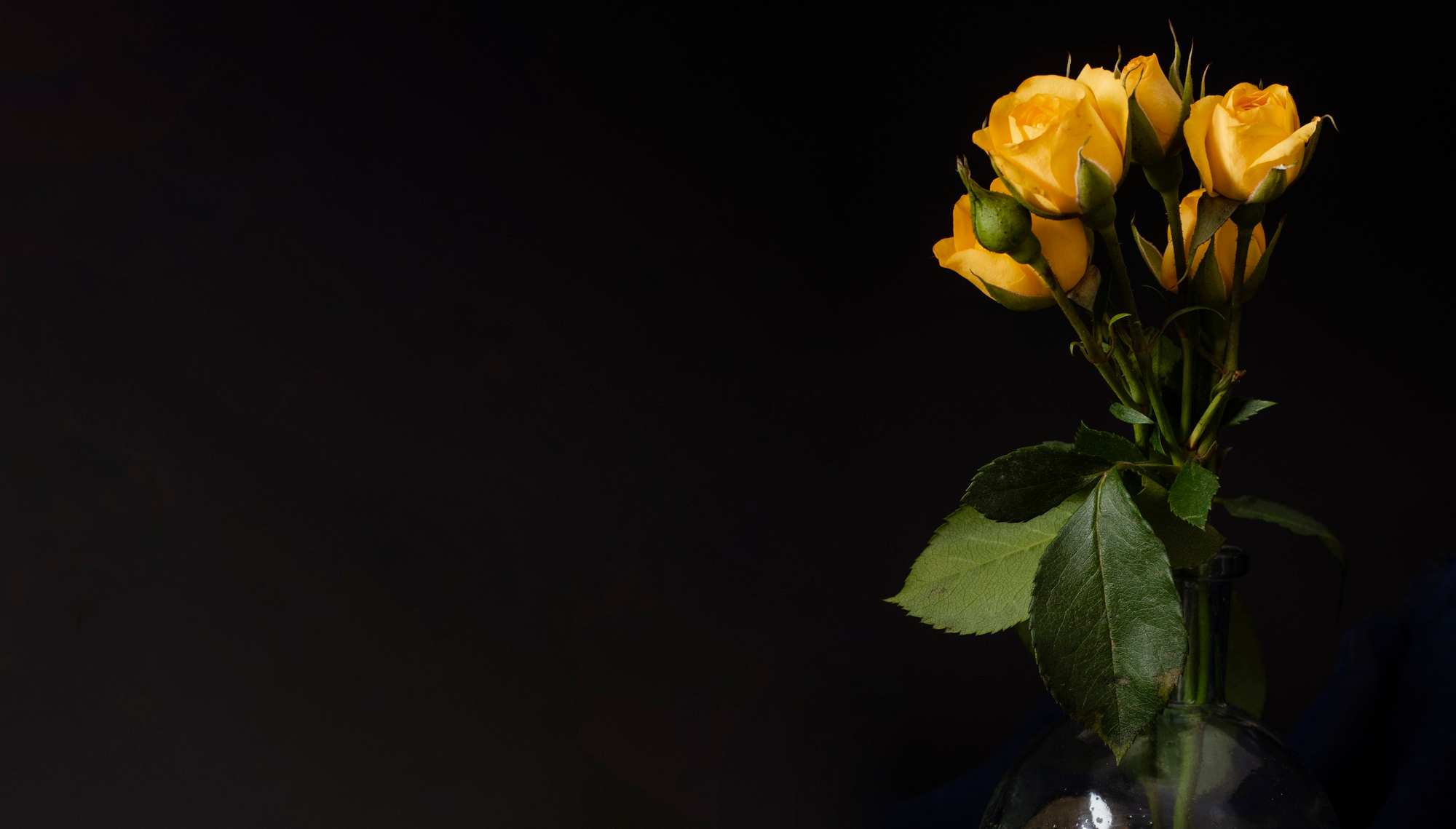 yellow roses